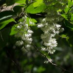梅雨の候、涼しげに咲く花たち