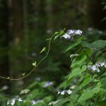 淡く色滲む山紫陽花
