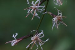 オケラの花言葉は すろ な山のひととき