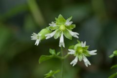 オケラの花言葉は すろ な山のひととき