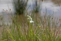 オケラの花言葉は すろ な山のひととき